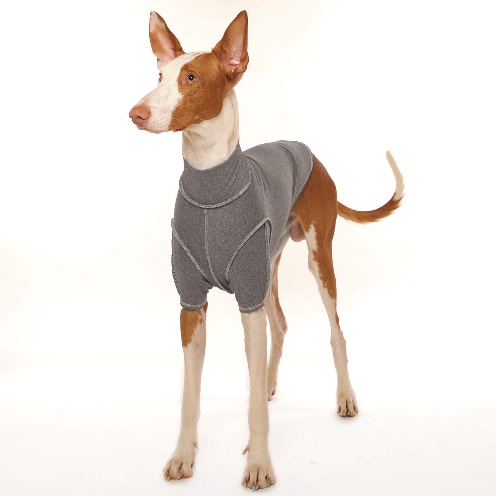 Sofa Dog Wear Unterwäsche, Bodie für Hunde bei finessen4dogs