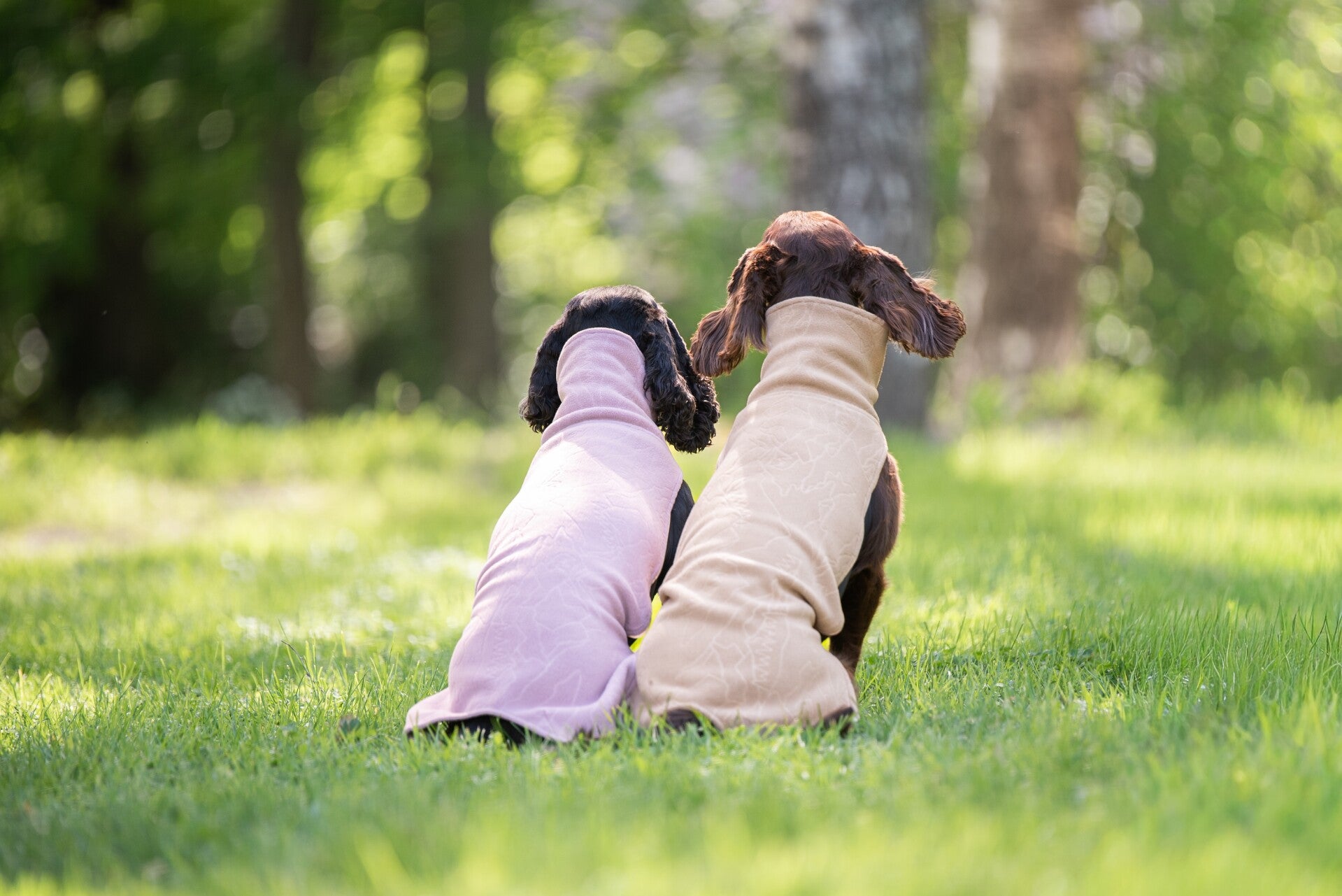 JumppaPomppa bei finessen4dogs
