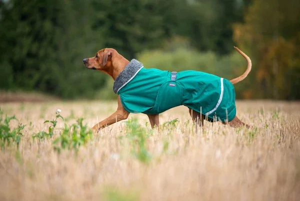 Pomppa Mäntel, Pomppa Pullis