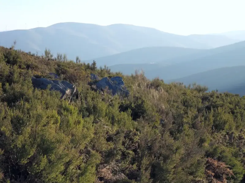 TORGAS ® sind ein extrem widerstandsfähiges Kauspielzeug aus unbehandeltem Wurzelholz. Selbst bei heftigem Benagen bleibt die Wurzel erhalten und bietet gesunden und dauerhaften Kauspaß für alle nagefreudigen Hunde.