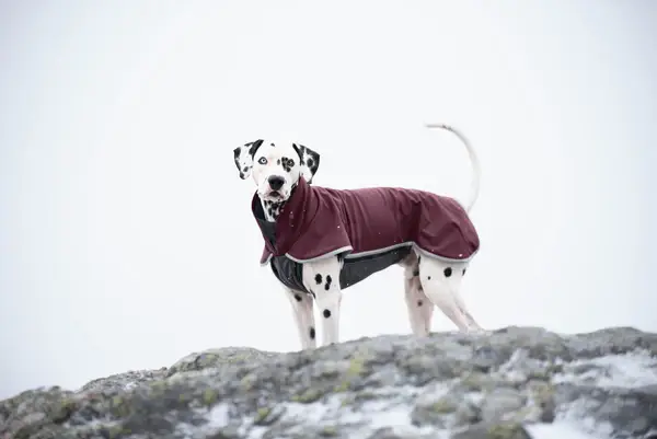 SporttiPomppa der Softshellmantel MAROON