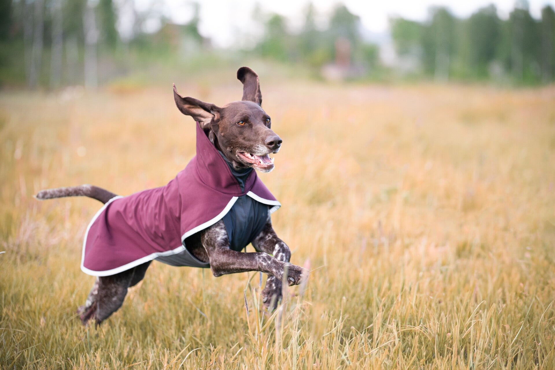 Pomppa Sportti Softshellmantel für Hunde für 3 Jahreszeiten