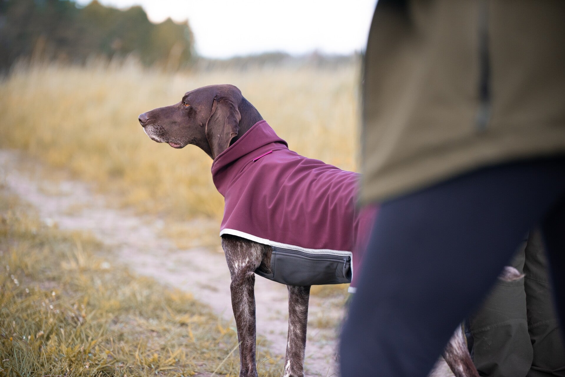 Pomppa Sportti Softshellmantel für Hunde für 3 Jahreszeiten