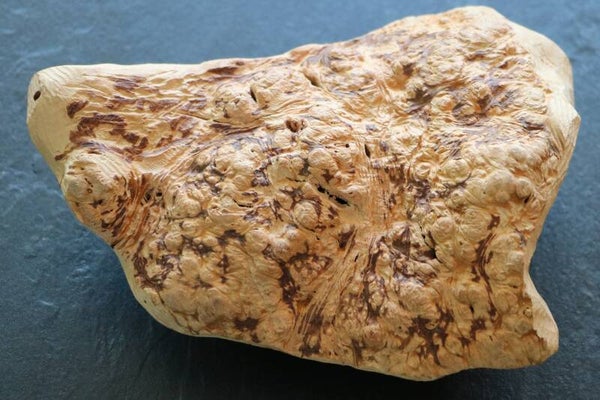 TORGAS ® Kauwurzel -2- Größe L*