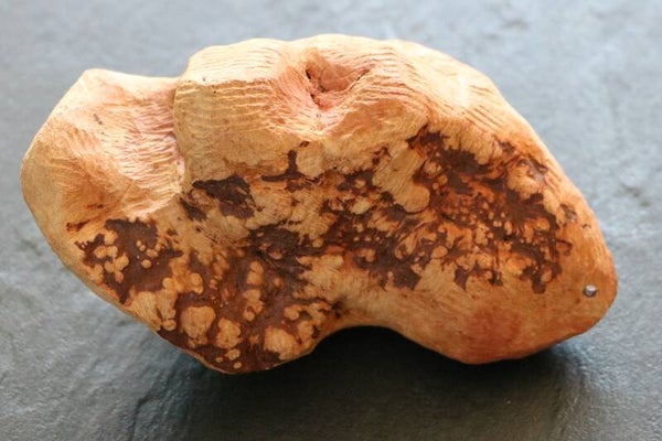 TORGAS ® Kauwurzel -3- Größe S*