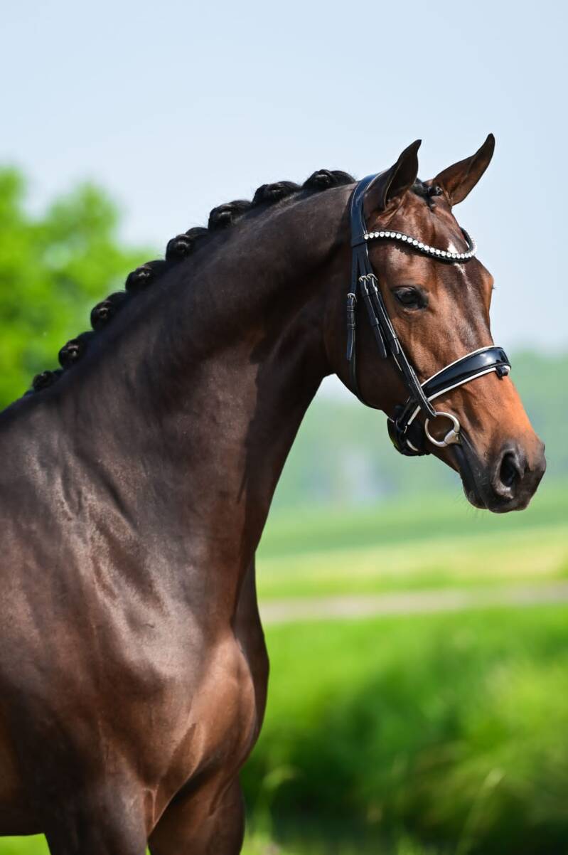 Nalandra Sthar VIP - Nederland 🇳🇱 