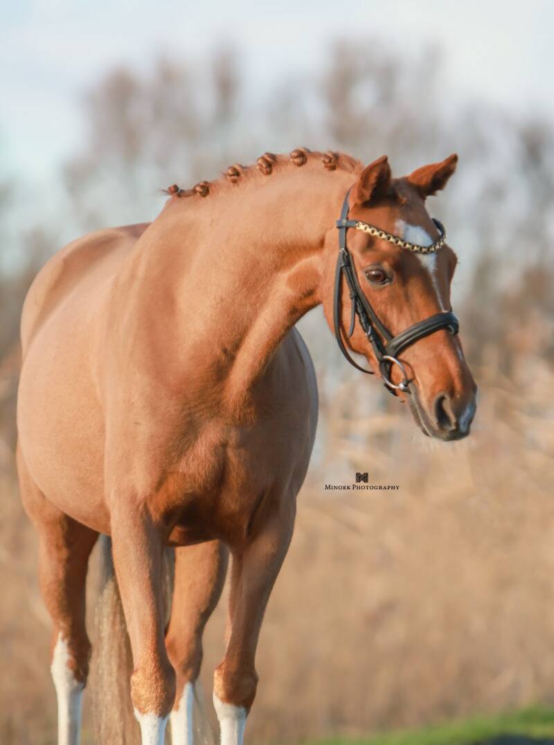Beertje VIP - Nederland 🇳🇱 