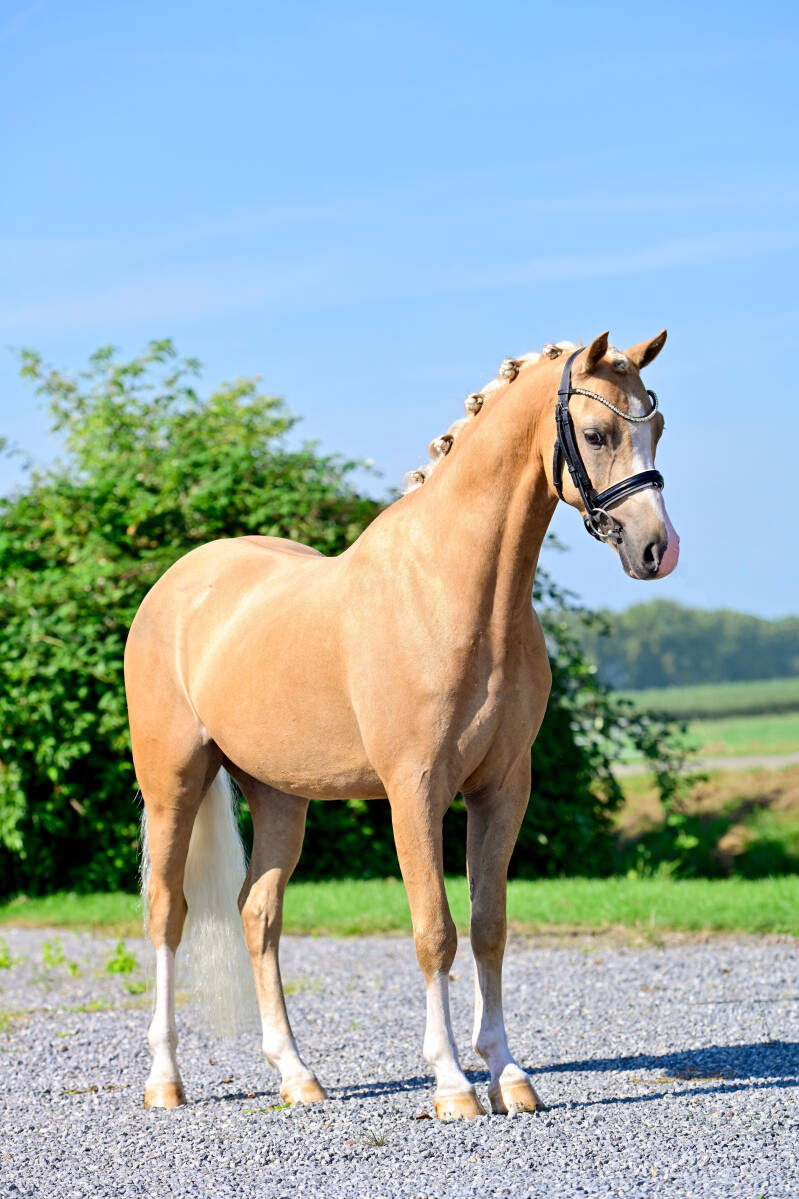 New Challenge’s Reeves - Hongarije 🇭🇺 