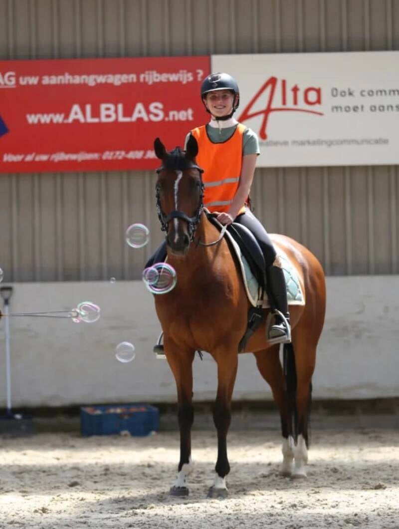 Nibbit VIP - Nederland 🇳🇱 