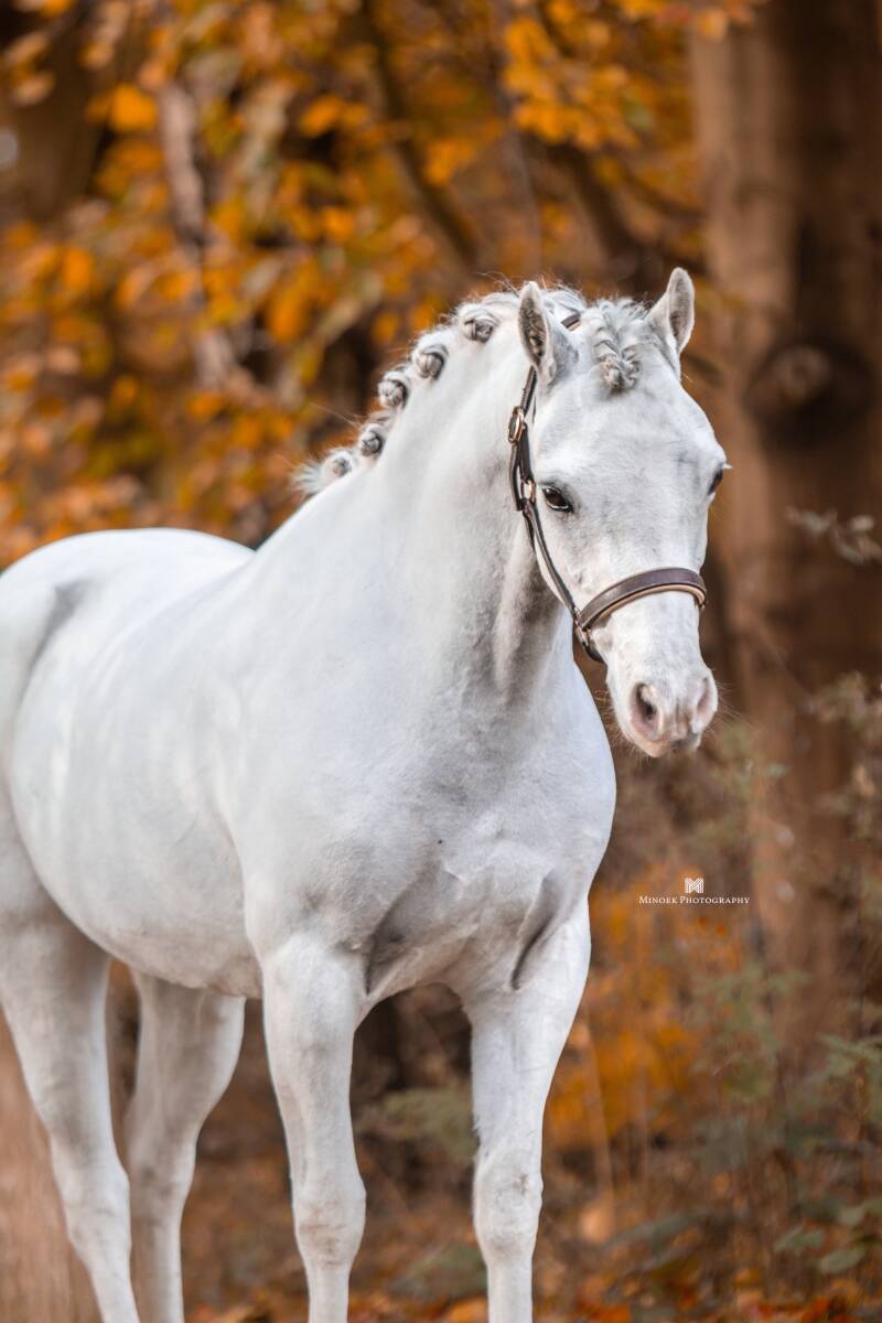 Kokos VIP - Nederland 🇳🇱 