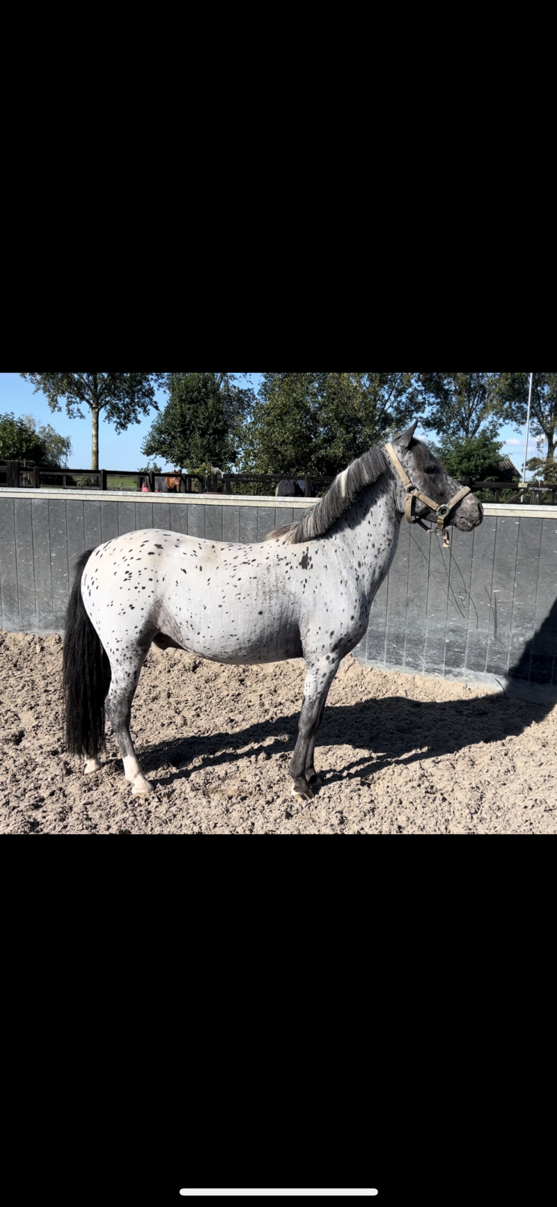 Confetti VIP - Nederland 🇳🇱 