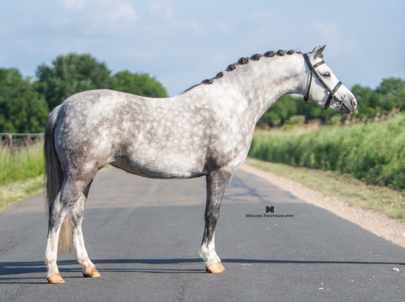 Heeckerens Sweet Suzy VIP - Nederland 🇳🇱 