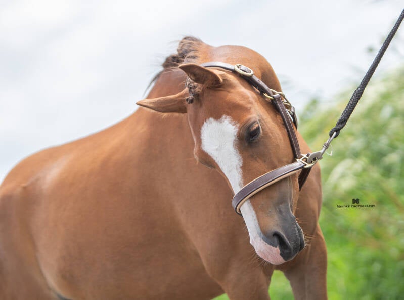 Anna VIP - Italië 🇮🇹 