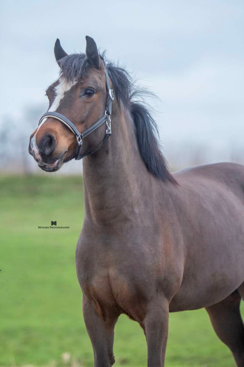 Danoontje VIP - Nederland 🇳🇱 