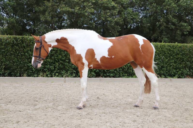 Roundstonestables Gem - Nederland 🇳🇱 