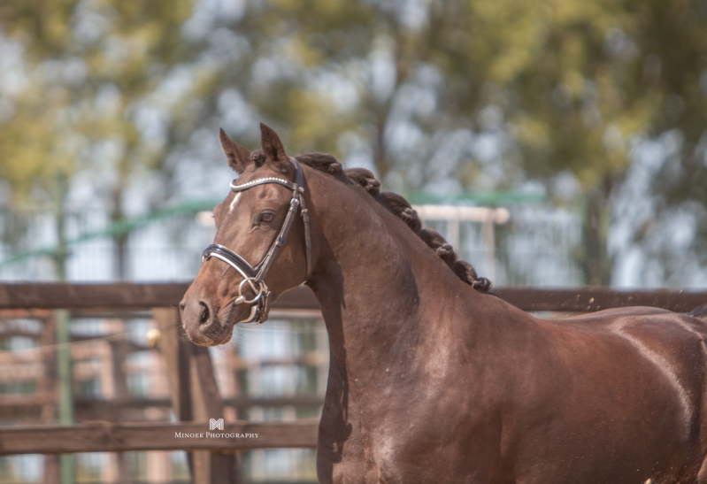 Pinky Flyer - Nederland 🇳🇱 