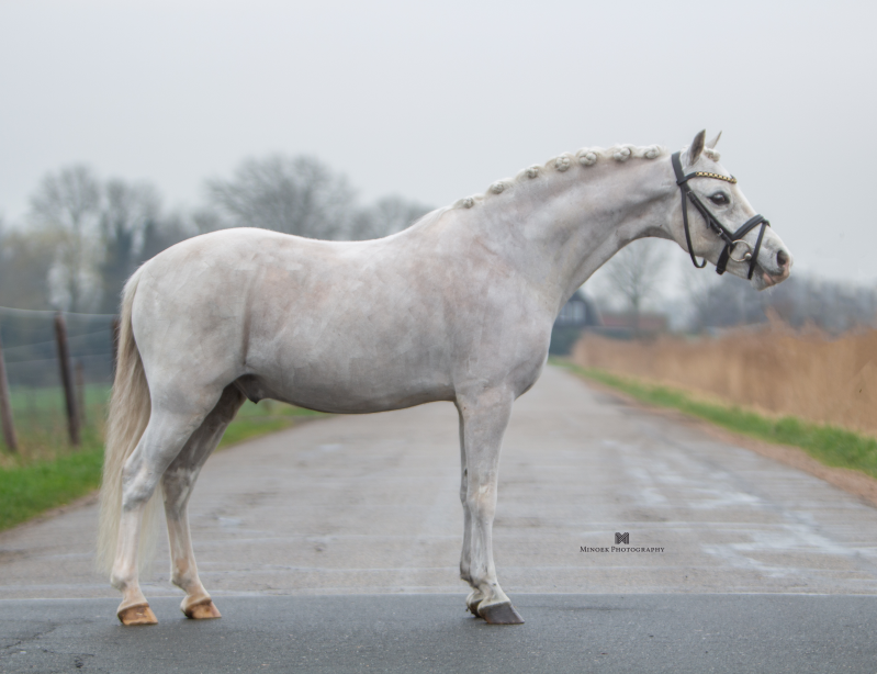 Haribo VIP - Nederland 🇳🇱 