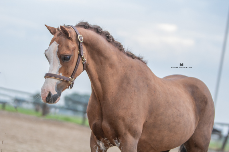 Bambi VIP - Nederland 🇳🇱 