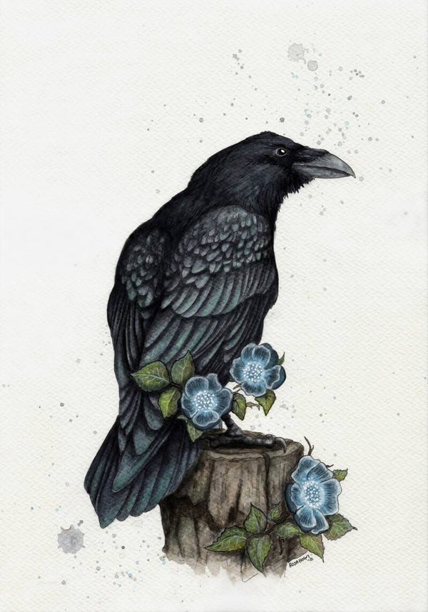 A Raven’s Mystical Beauty / Ravnens blå minner