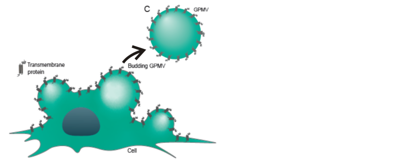 GPMVs are produced by adding N-ethyl malemide (NEM) to cells expressing virus proteins.
