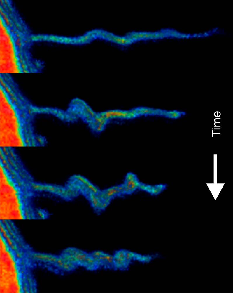 Buckling of a filopodium during retraction. Image shows four time points. See PNAS 2015.