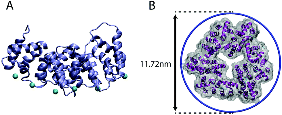 Annexin 4 is a convex shaped proteins which binds preferentially to cuved membranes and also has the ability to curve membrane. Trimerization of the protein amplifies its function drastically.