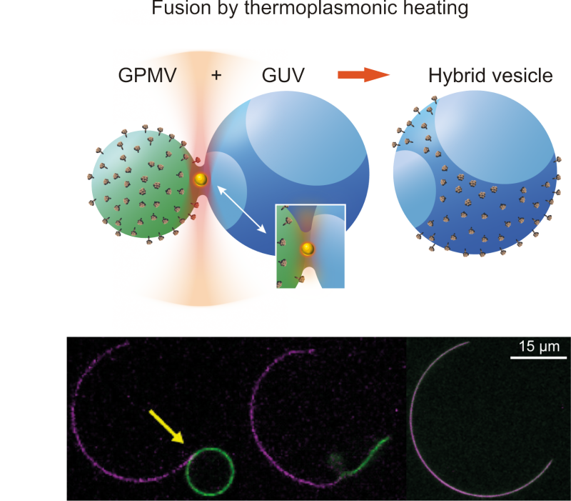 Thermoplasmonics is used to fuse GPMVs to phase separated GUVs to produce hybrid vesicles in which virus proteins can sort into phases. Confocal images show examples for neuraminidase.