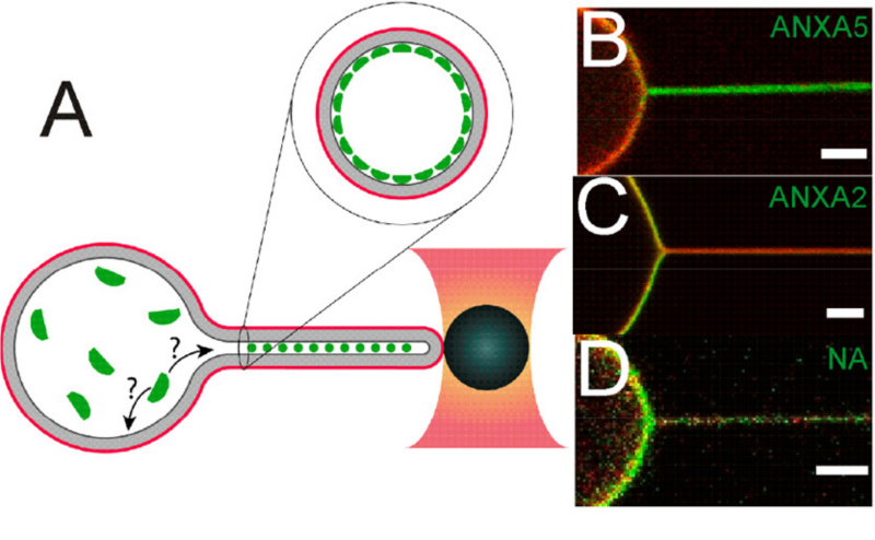 Extraction of nanotubes from synthetic vesicles (GUV) or from cells allow investigation of membrane curvature affinity of proteins such as annexin or F-BAR