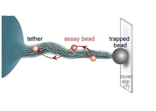 Filopodia rotate and twist during retraction. By tracking tracer beads linked to the side of the filopodium through vitronectin we discovered that the internal actin bundle twists or rotates which also led to buckling. See Nat. Commun. 2022.