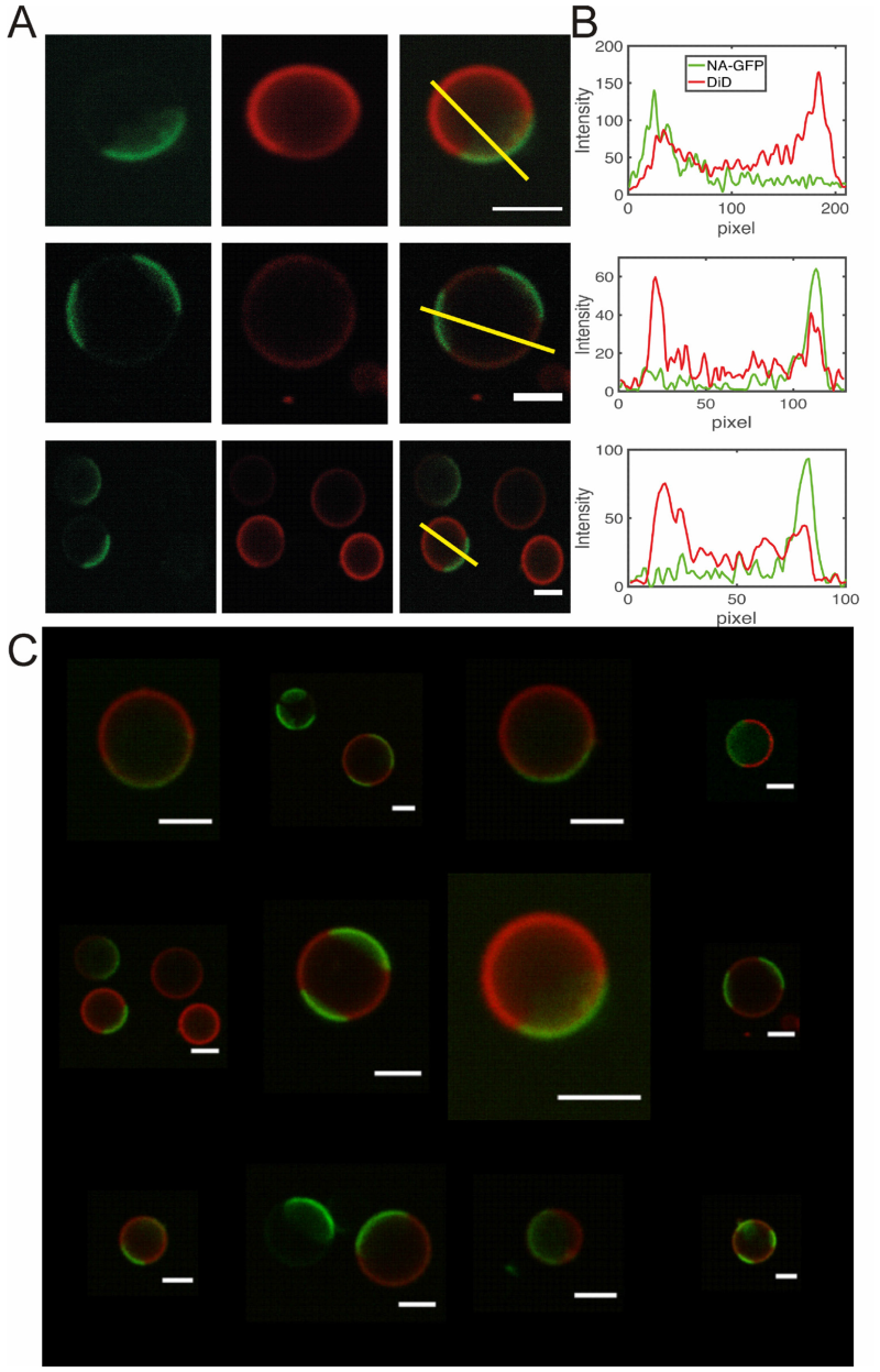 Phase separated GPMVs produced by cooling GPMVs to 10C. Virus proteins show clear phase preference to disordered phases. Ordered phases are visualized by fluorescently labeled cholera toxin B. 