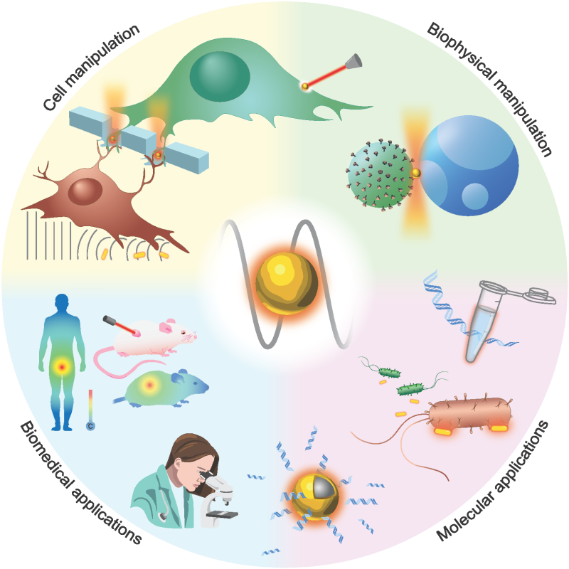 Examples of thermoplasmonics for biophysics and biology. From phototherapy of prostate using gold nanoschells to ultra fast PCR or membrane fusion.
