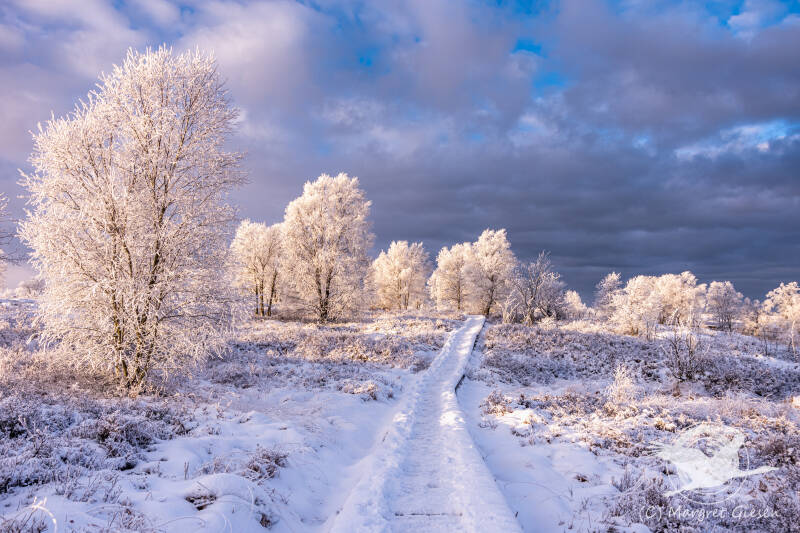 Venn Brackvenn Winter Moor Renaturierung Sonnenaufgang Mützenich Belgien Monschau