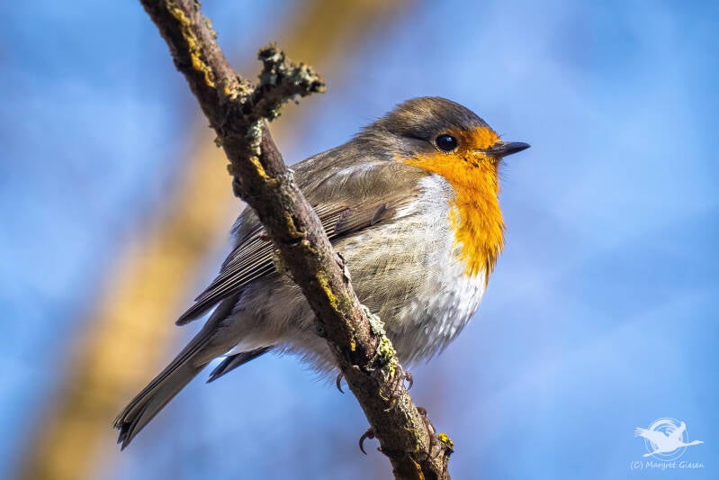 Vogel Vögel Vogelfotografie magie Canon EOS R7 Pentax K70 Canon RF 600 mm f/11 IS STM Pentax HD FA 150-450mm f/4.5-5.6 DC AW eye tracking bird birds photography bird watching ornitho Rotkehlchen (Erithacus rubecula), Barmener See, Jülich Barmen.