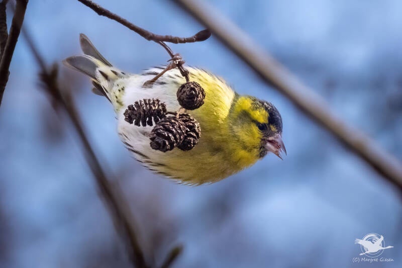 Vogel Vögel Vogelfotografie magie Canon EOS R7 Pentax K70 Canon RF 600 mm f/11 IS STM Pentax HD FA 150-450mm f/4.5-5.6 DC AW eye tracking bird birds photography bird watching ornitho Erlenzeisig (Spinus spinus)  Barmener See, Jülich Barmen.