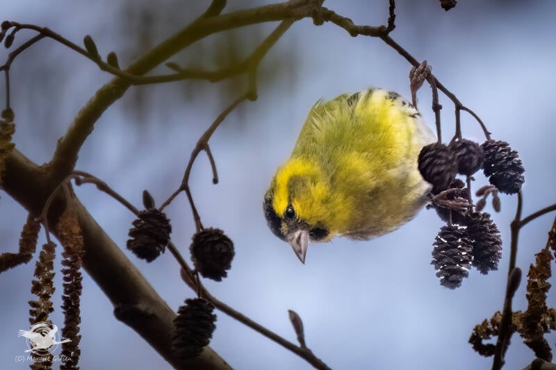 Erlenzeisig (Spinus spinus)  Barmener See, Jülich Barmen Vogel Vögel Vogelfotografie magie Canon EOS R7 Pentax K70 Canon RF 600 mm f/11 IS STM Pentax HD FA 150-450mm f/4.5-5.6 DC AW eye tracking bird birds photography bird watching ornitho