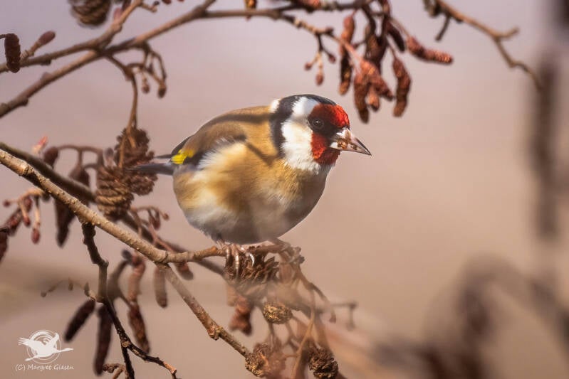 Diestelfink / Stieglitz (Carduelis carduelis)  Barmener See, Jülich Barmen Vogel Vögel Vogelfotografie magie Canon EOS R7 Pentax K70 Canon RF 600 mm f/11 IS STM Pentax HD FA 150-450mm f/4.5-5.6 DC AW eye tracking bird birds photography bird watching ornit