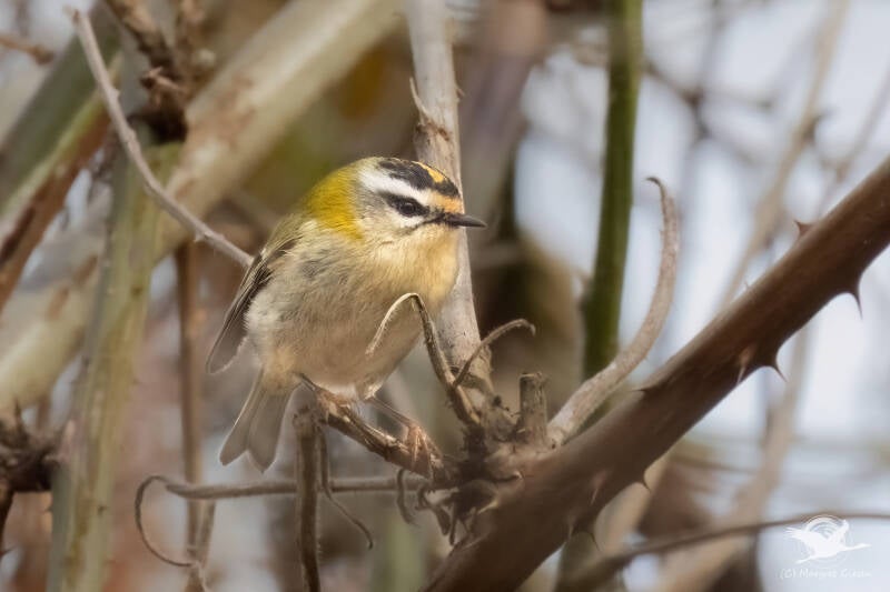 Sommergoldhähnchen (Regulus ignicapillus)  Kellenberger Kamp, Jülich Barmen Vogel Vögel Vogelfotografie magie Canon EOS R7 Pentax K70 Canon RF 600 mm f/11 IS STM Pentax HD FA 150-450mm f/4.5-5.6 DC AW eye tracking bird birds photography bird watching orni