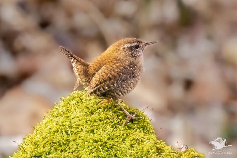 Zaunkönig (Troglodytes troglodytes)  Kellenberger Kamp, Jülich Barmen Vogel Vögel Vogelfotografie magie Canon EOS R7 Pentax K70 Canon RF 600 mm f/11 IS STM Pentax HD FA 150-450mm f/4.5-5.6 DC AW eye tracking bird birds photography bird watching ornitho