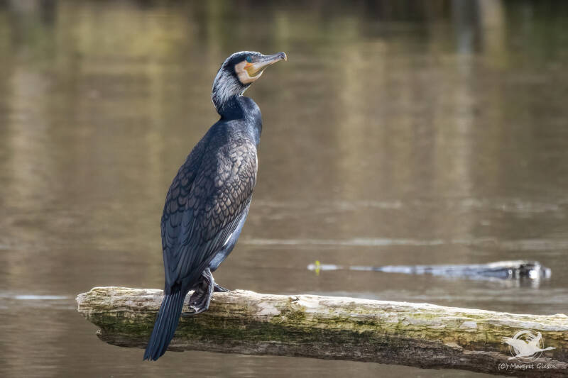 Vogel Vögel Vogelfotografie magie Canon EOS R7 Pentax K70 Canon RF 600 mm f/11 IS STM Pentax HD FA 150-450mm f/4.5-5.6 DC AW eye tracking bird birds photography bird watching ornitho Kormoran (Phalacrocorax carbo) , Ruraltarm Höllenloch, Jülich Flossdorf.