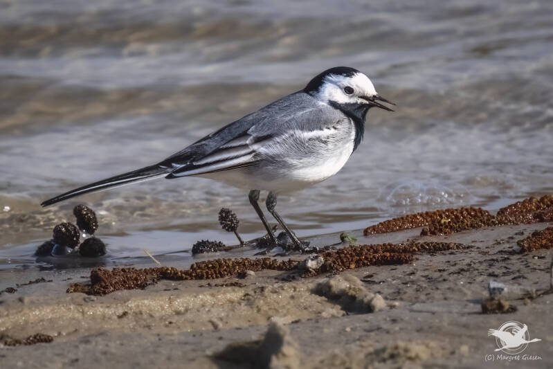 Bachstelze (Motacilla alba) , Barmener See, Jülich Barmen Vogel Vögel Vogelfotografie magie Canon EOS R7 Pentax K70 Canon RF 600 mm f/11 IS STM Pentax HD FA 150-450mm f/4.5-5.6 DC AW eye tracking bird birds photography bird watching ornitho