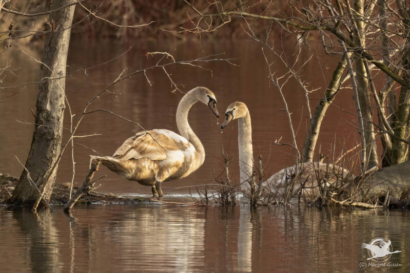 Höckerschwan (Cygnus olor)  Barmener See, Jülich Barmen Vogel Vögel Vogelfotografie magie Canon EOS R7 Pentax K70 Canon RF 600 mm f/11 IS STM Pentax HD FA 150-450mm f/4.5-5.6 DC AW eye tracking bird birds photography bird watching ornitho