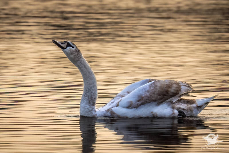 Höckerschwan (Cygnus olor)  Barmener See, Jülich Barmen Vogel Vögel Vogelfotografie magie Canon EOS R7 Pentax K70 Canon RF 600 mm f/11 IS STM Pentax HD FA 150-450mm f/4.5-5.6 DC AW eye tracking bird birds photography bird watching ornitho