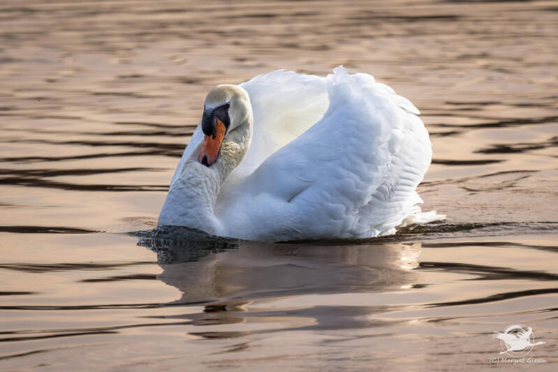 Höckerschwan (Cygnus olor), Barmener See, Jülich Barmen Vogel Vögel Vogelfotografie magie Canon EOS R7 Pentax K70 Canon RF 600 mm f/11 IS STM Pentax HD FA 150-450mm f/4.5-5.6 DC AW eye tracking bird birds photography bird watching ornitho