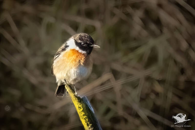 Schwarzkehlchen (Saxicola rubicola) Männchen  NSG Schlangenberg, Breinig Stolberg Vogel Vögel Vogelfotografie magie Canon EOS R7 Pentax K70 Canon RF 600 mm f/11 IS STM Pentax HD FA 150-450mm f/4.5-5.6 DC AW eye tracking bird birds photography bird watchin