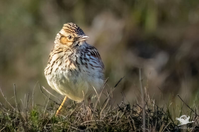 Vogel Vögel Vogelfotografie magie Canon EOS R7 Pentax K70 Canon RF 600 mm f/11 IS STM Pentax HD FA 150-450mm f/4.5-5.6 DC AW eye tracking bird birds photography bird watching ornitho Heidelerche (Lullula arborea) NSG Schlangenberg, Breinig Stolberg.