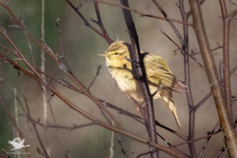 Zilpzalp (Phylloscopus collybita), NSG Schlangenberg, Breinig Stolberg Vogel Vögel Vogelfotografie magie Canon EOS R7 Pentax K70 Canon RF 600 mm f/11 IS STM Pentax HD FA 150-450mm f/4.5-5.6 DC AW eye tracking bird birds photography bird watching ornitho