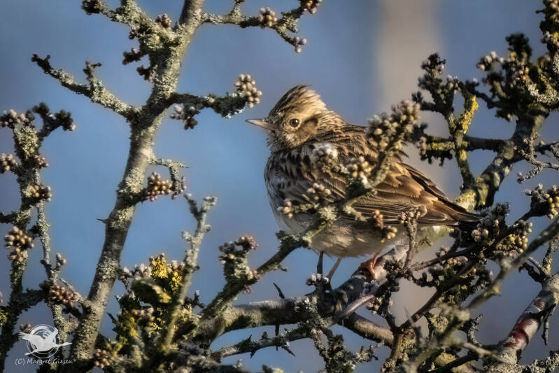 Heidelerche (Lullula arborea) NSG Schlangenberg, Breinig Stolberg Vogel Vögel Vogelfotografie magie Canon EOS R7 Pentax K70 Canon RF 600 mm f/11 IS STM Pentax HD FA 150-450mm f/4.5-5.6 DC AW eye tracking bird birds photography bird watching ornitho