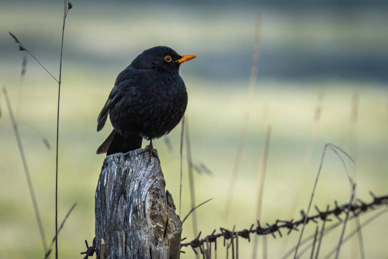 Amsel Turdus merula Schwarzdrossel goldene Stunde Morgenstimmung