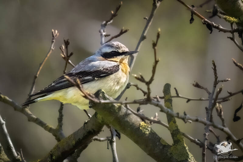 Vogel Vögel Vogelfotografie magie Canon EOS R7 Pentax K70 Canon RF 600 mm f/11 IS STM Pentax HD FA 150-450mm f/4.5-5.6 DC AW eye tracking bird birds photography bird watching ornitho Steinschmätzer (Oenanthe oenanthe) Männchen  Aachen.