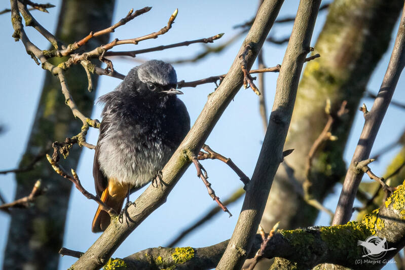 Hausrotschwanz (Phoenicurus ochruros) Männchen  Aachen Vogel Vögel Vogelfotografie magie Canon EOS R7 Pentax K70 Canon RF 600 mm f/11 IS STM Pentax HD FA 150-450mm f/4.5-5.6 DC AW eye tracking bird birds photography bird watching ornitho